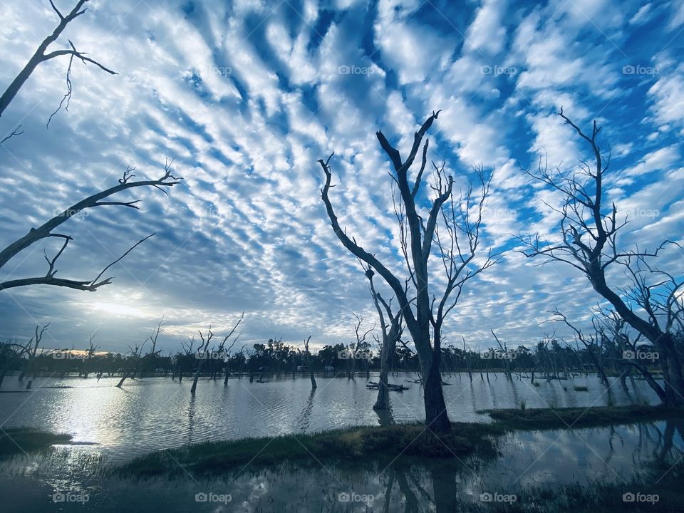 Cloudy wetland