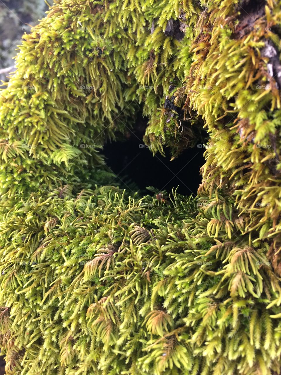 Moss covered hollowed tree trunk