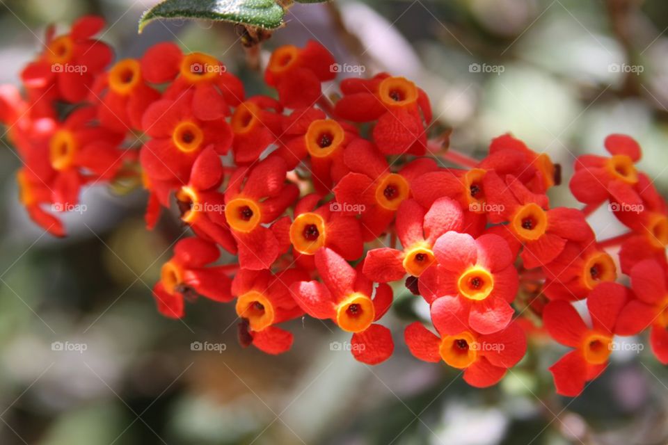 Red Flowers Close Up