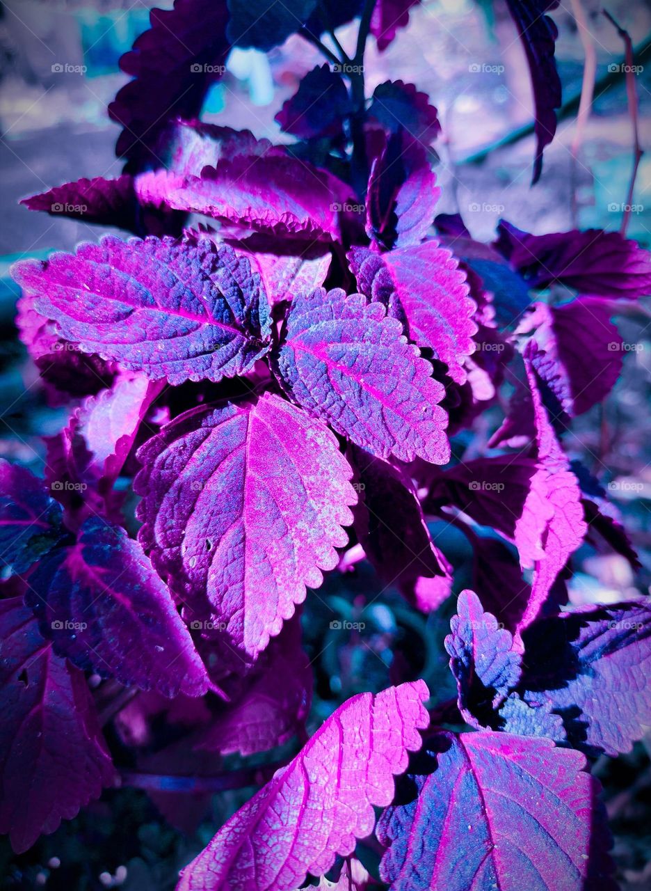 Beautiful leaves of trees