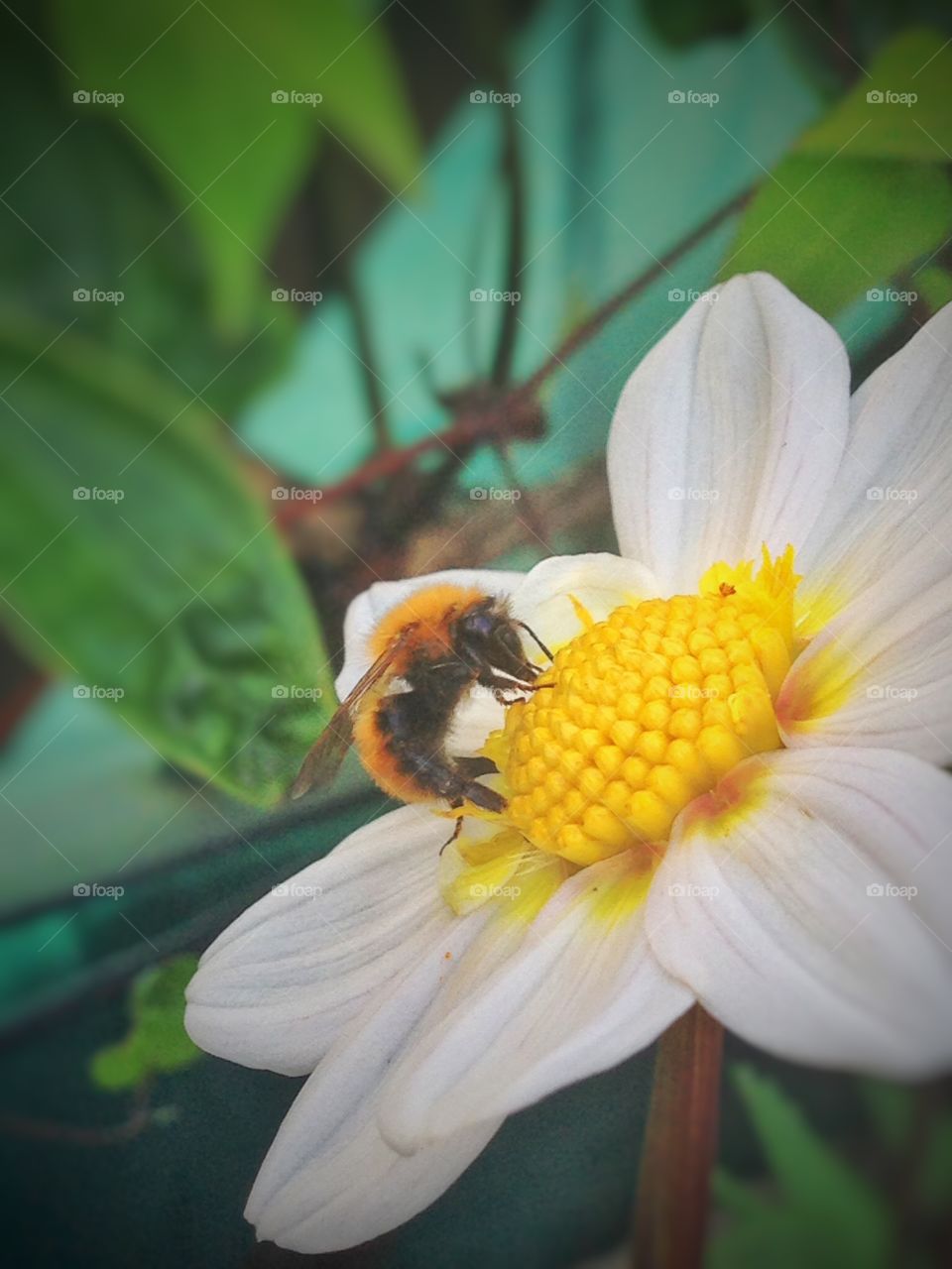 Bee on the flower. A big bee is eating on a beautiful flower