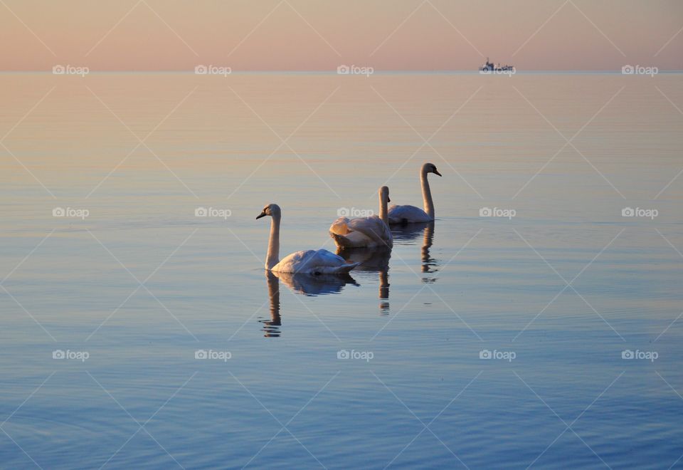 Water birds swimming in the Baltic sea