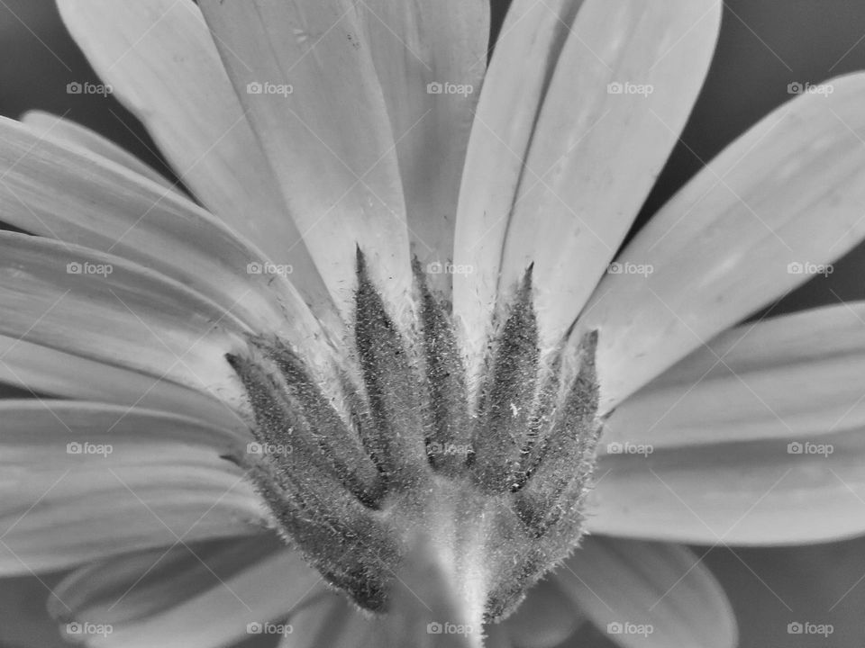 Macro Shot Flower…