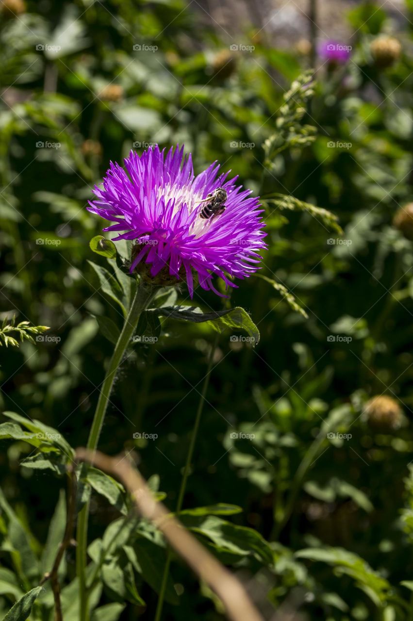 Centaurea