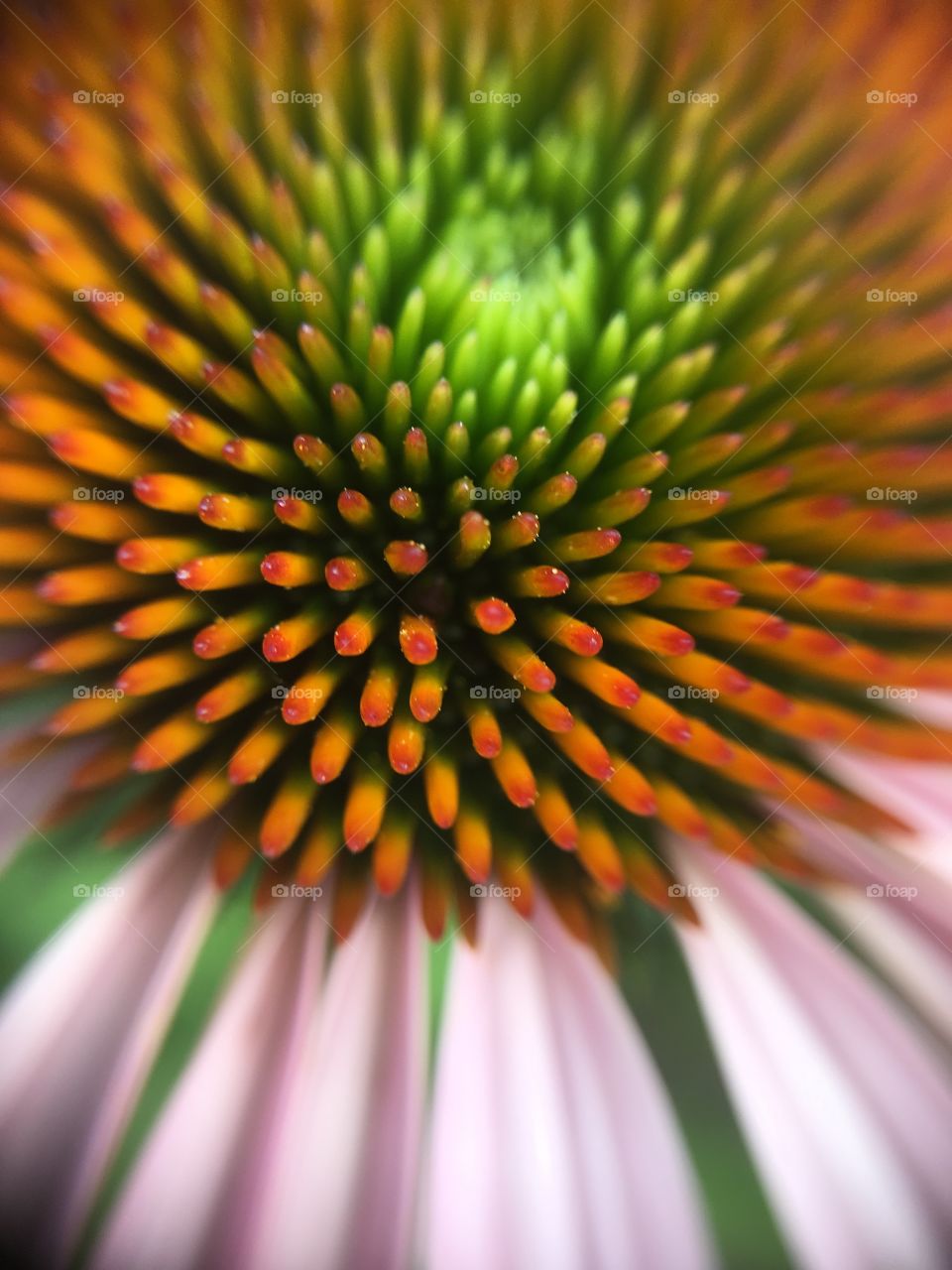 Closeup of coneflower center