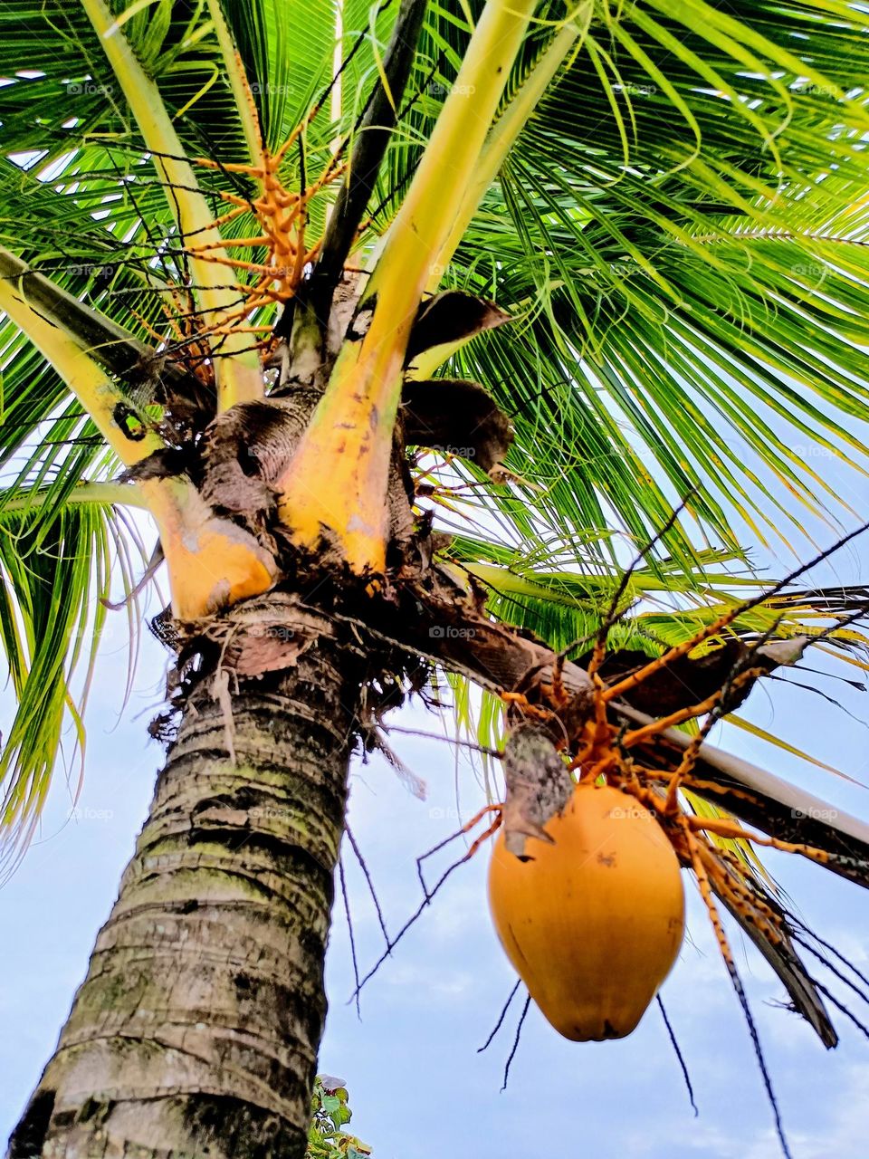 coconut tree