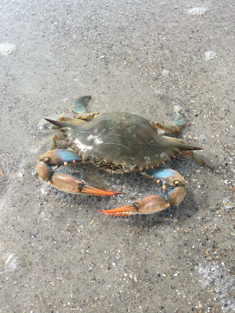 Blue crab on Onslow Beach, NC