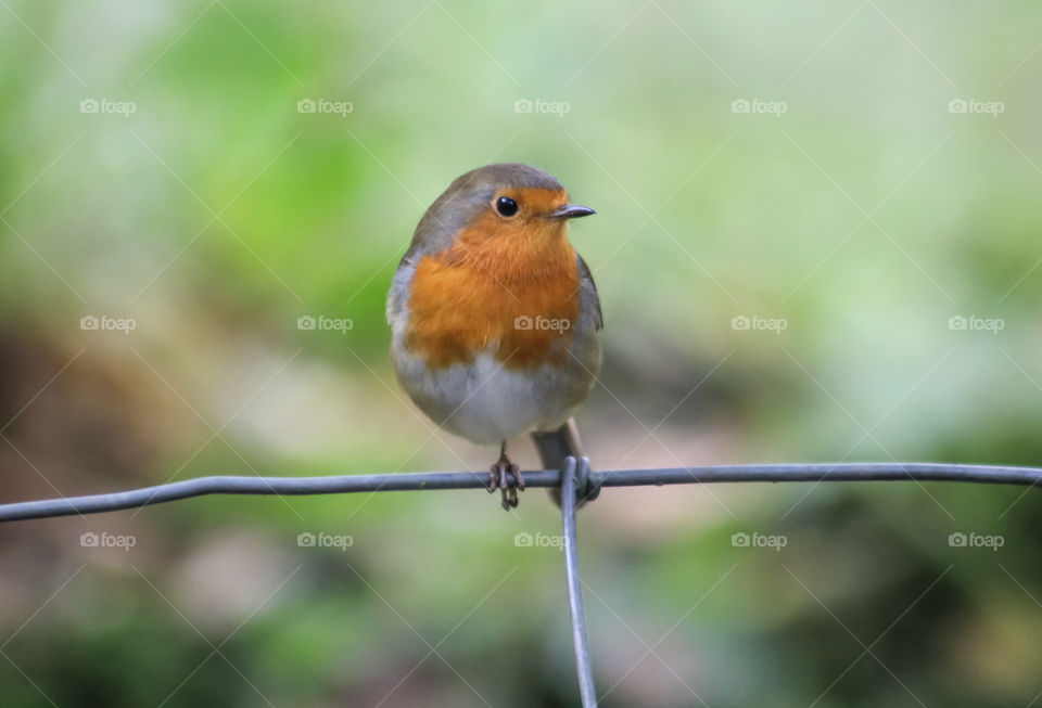 Robin