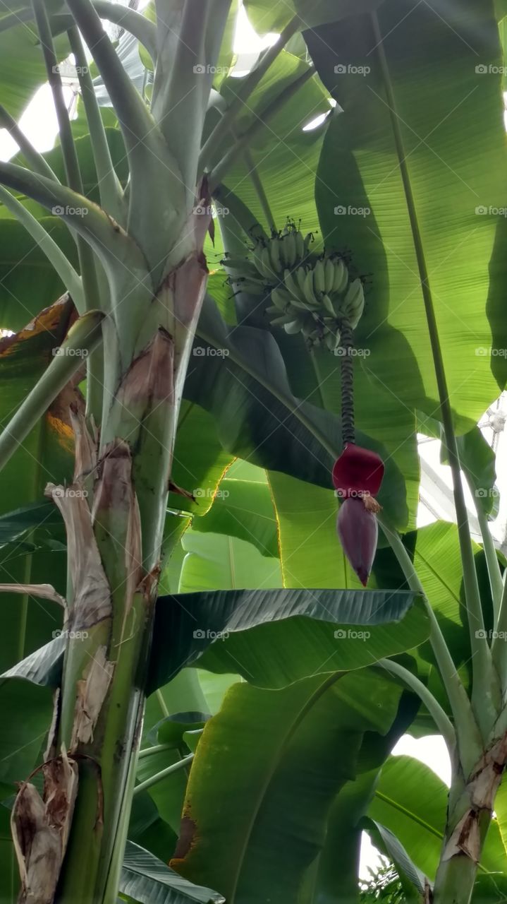 Banana tree with green bananas and flower at Mitchell Park Horticultural Conservatory ("The Domes") in Milwaukee, Wisconsin