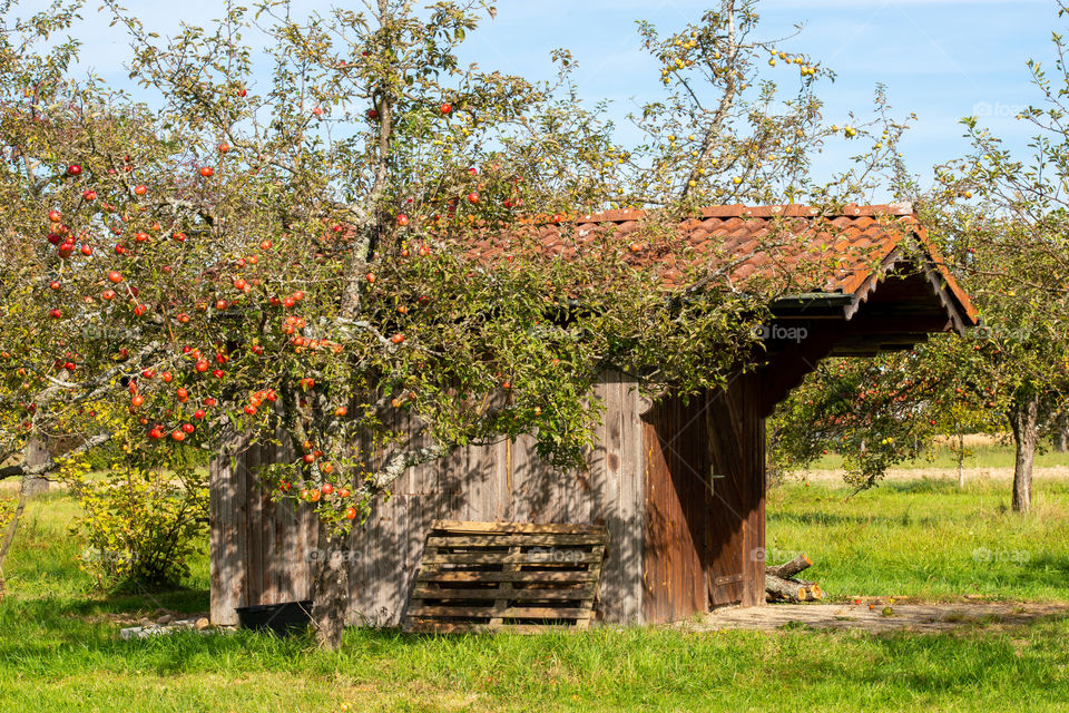 shed and apple tree