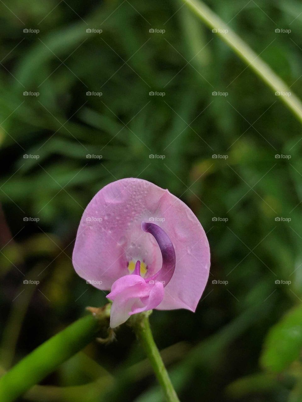 Pink Wildflower