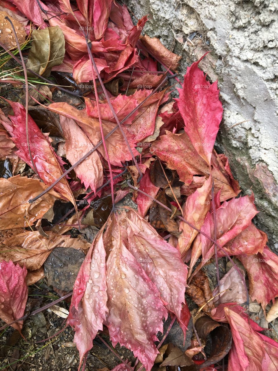 Red  translucent leaves