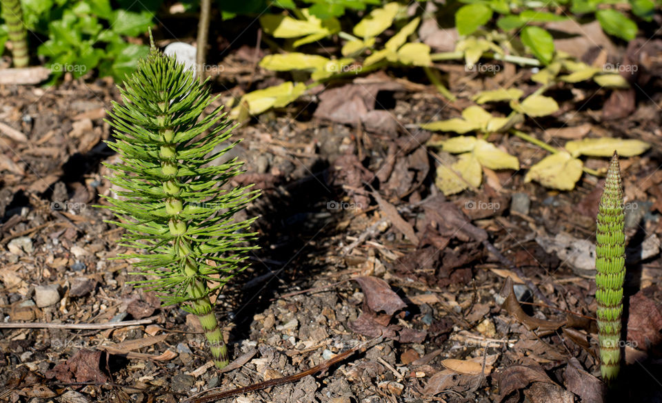 Young saplings budding in spring