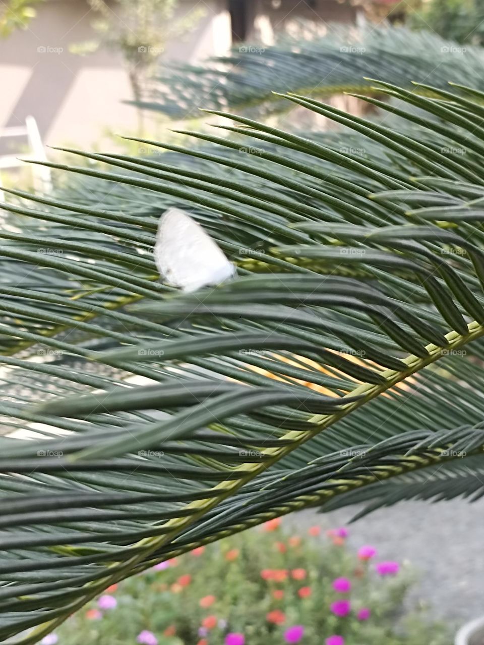 tiny little butterfly on a sharp edge with  green colour leaf.