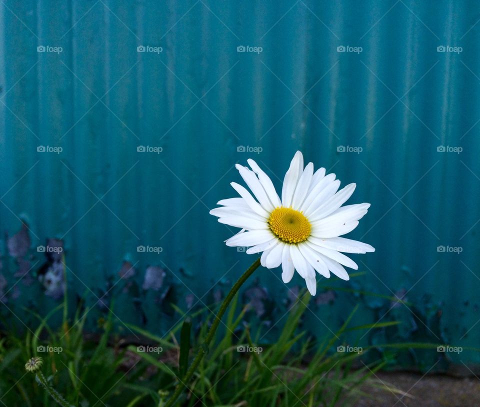 Lonesome wild daisy growing beside a tatty garage door ... 