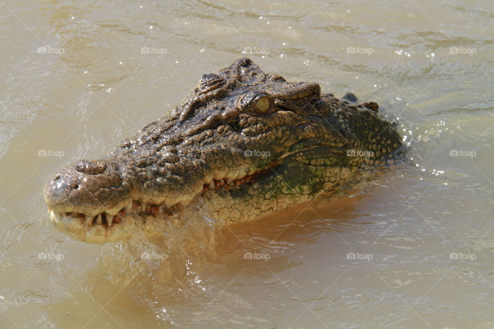 Schappy. Adilade river