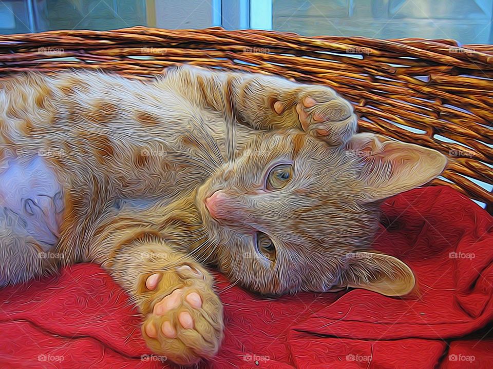 Tabby Kitten. Waiting for new home at shelter