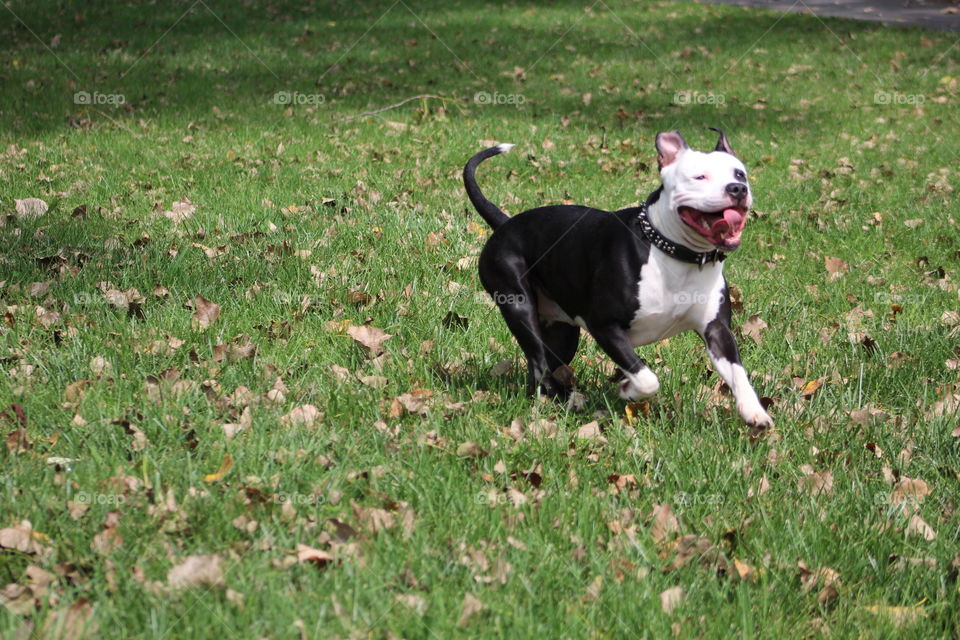 Beautiful Pit bull running at the park on fall day