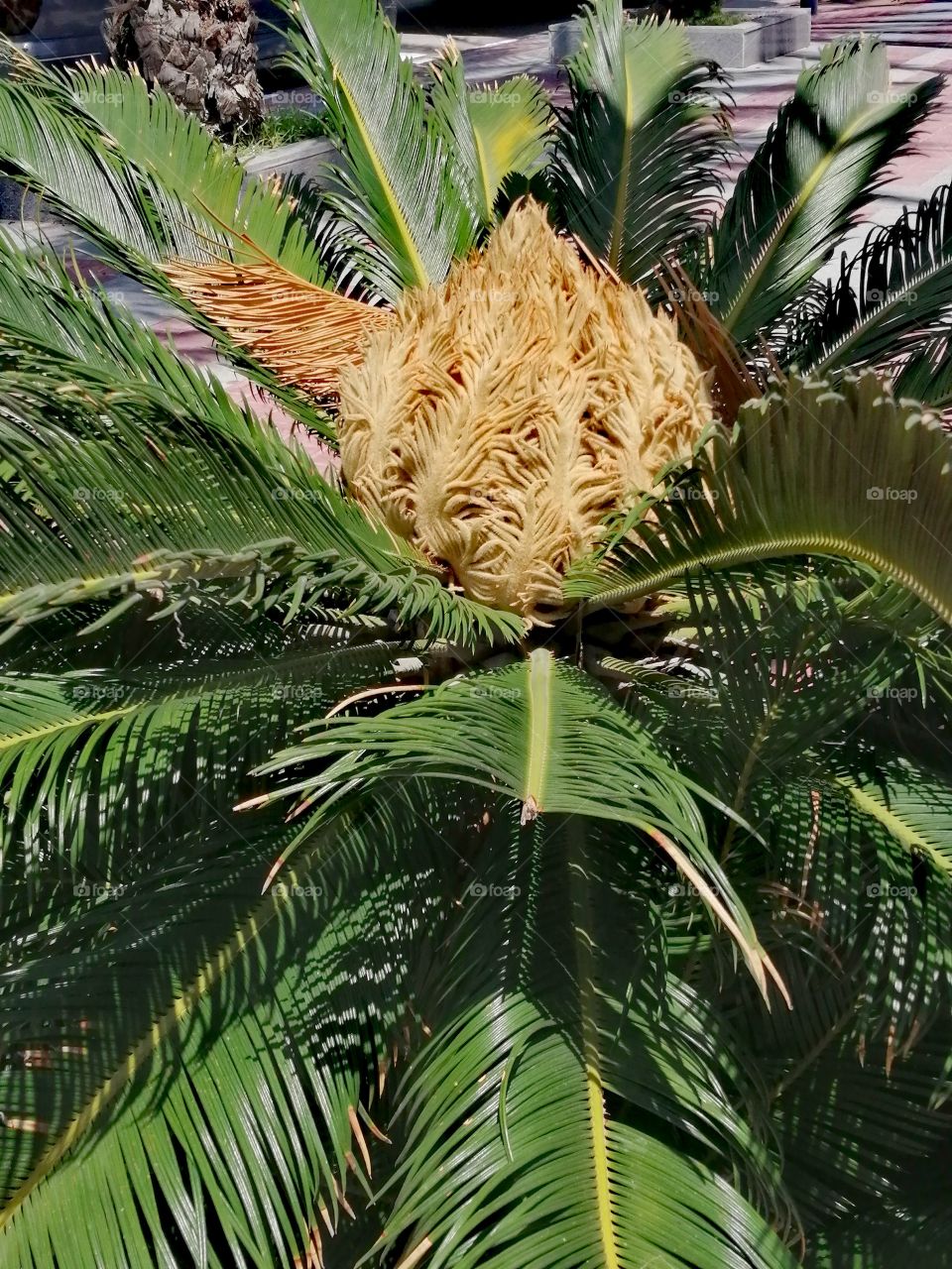 The palm tree begins to grow amid the leaves of the big tree in the golden sun.