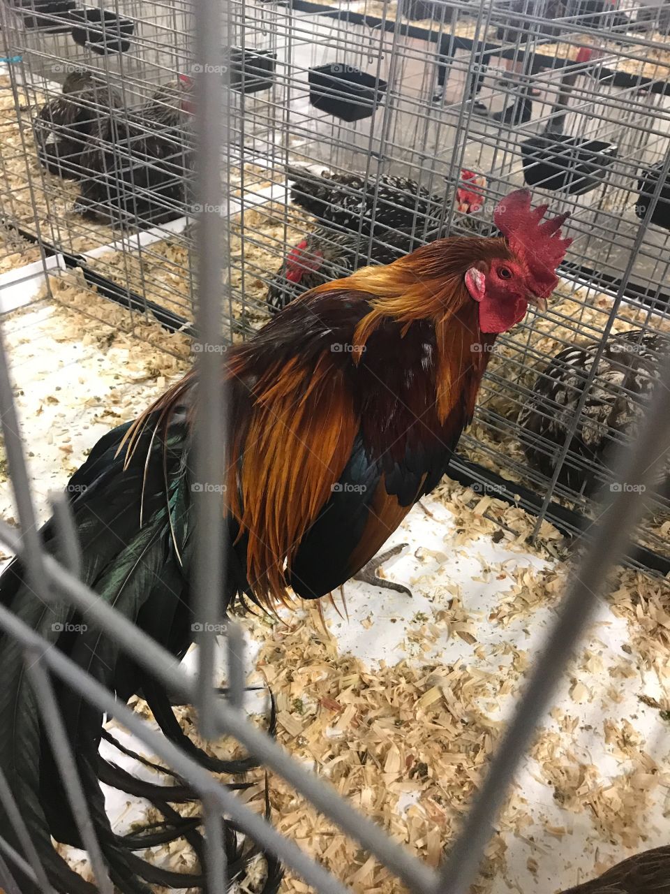 Wilson County Fair 2017