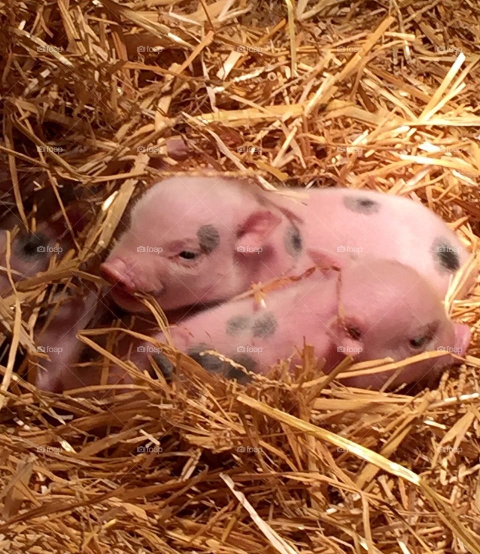 Close-up of two pigs