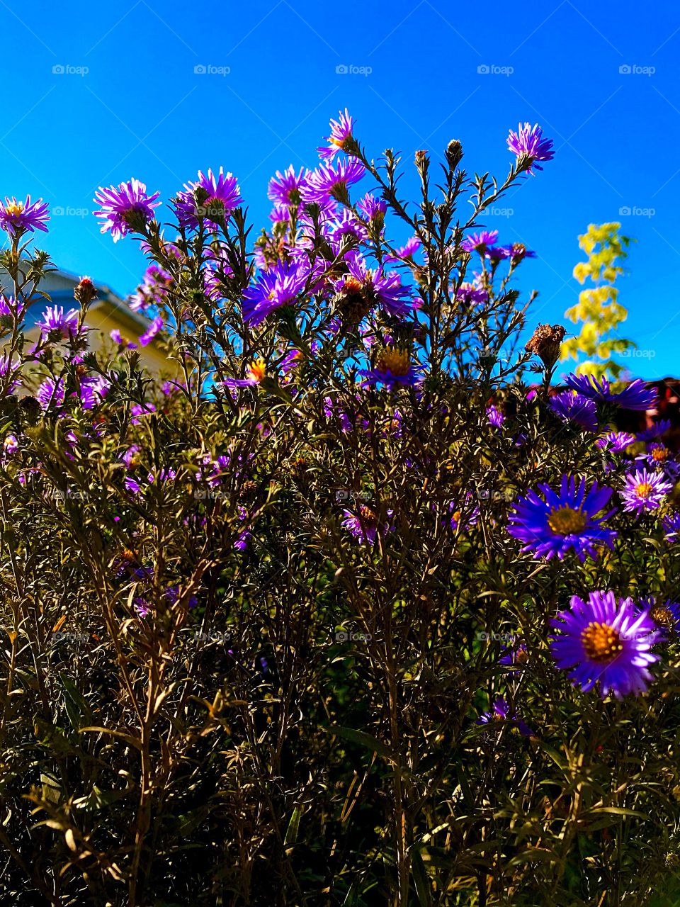 autumn flowers against a blue skyq