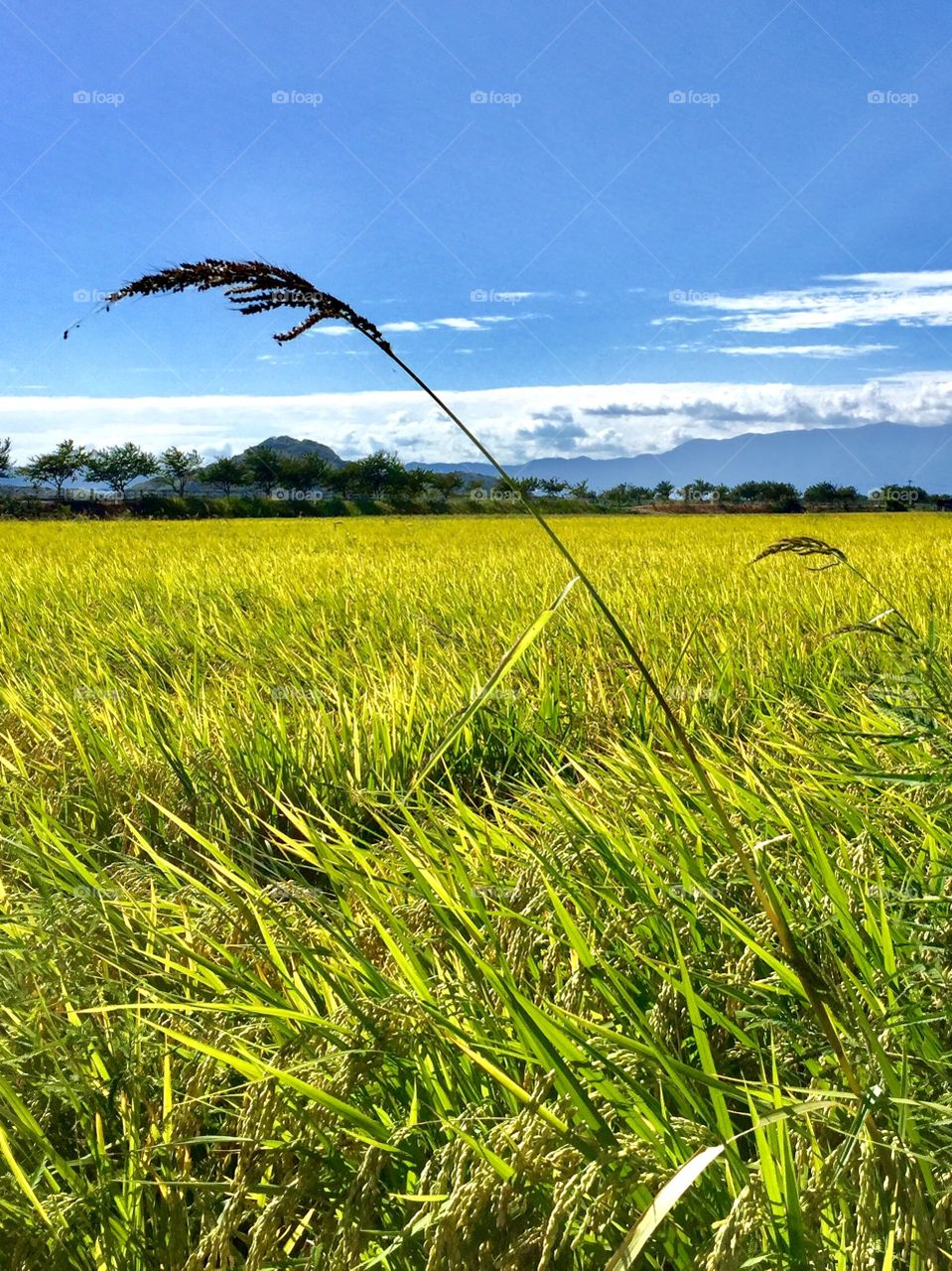 beautiful summer day