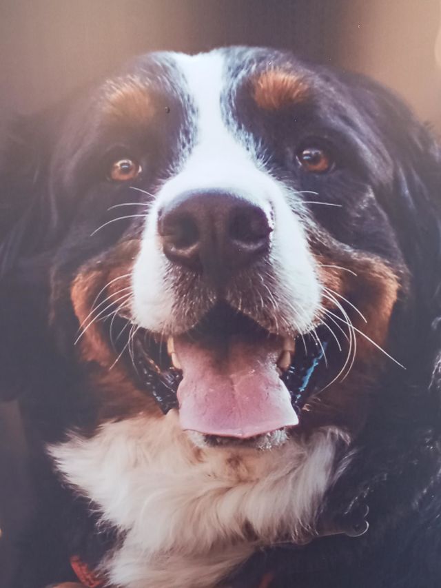 Puppy Love