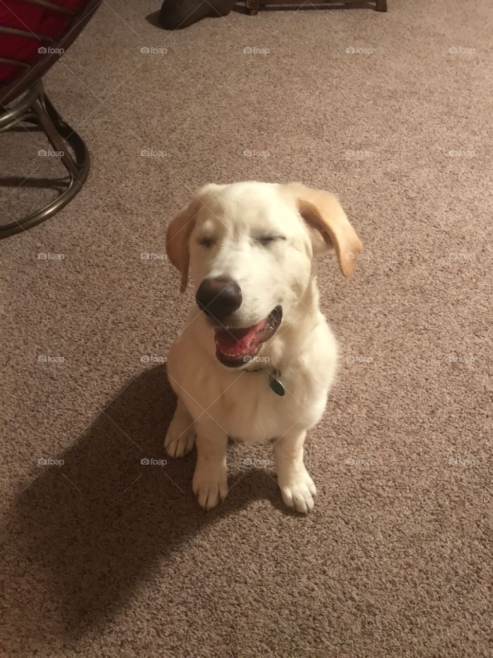 Laughing puppy, 5 mo