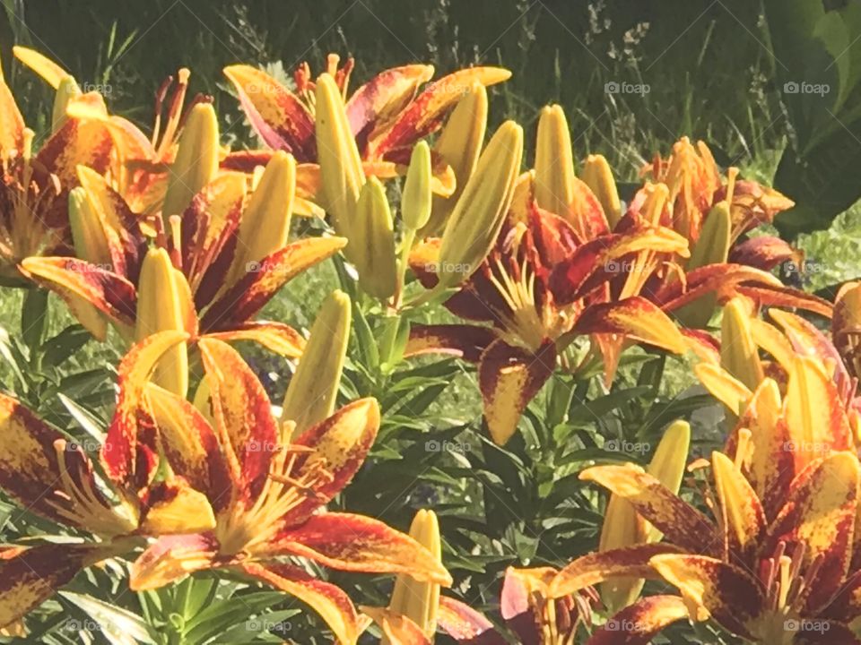 Yellow & orange Lillies 
