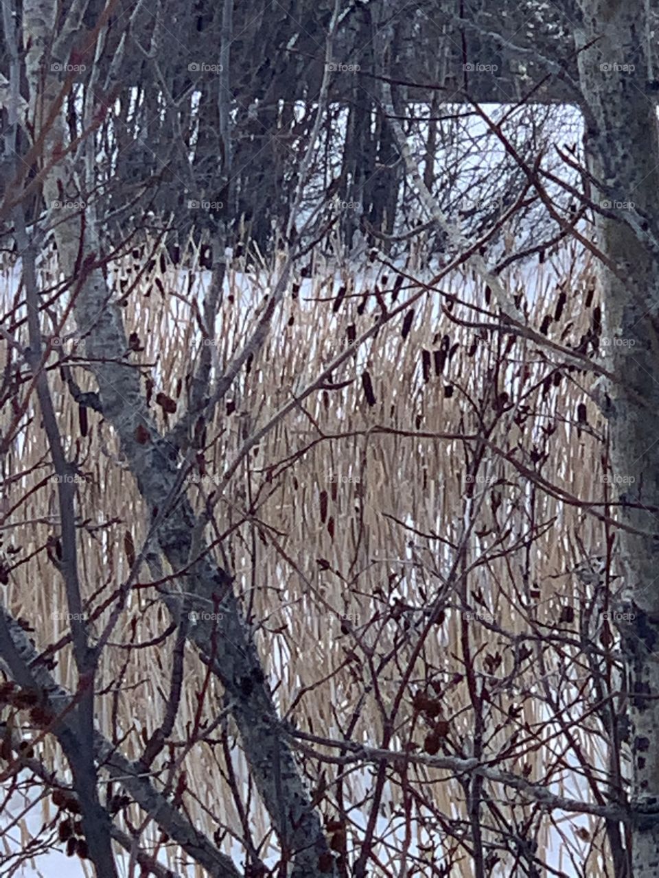 Cattails through the trees 