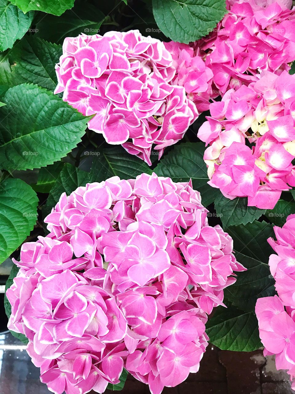 Pink hydrangea flowers nature background 