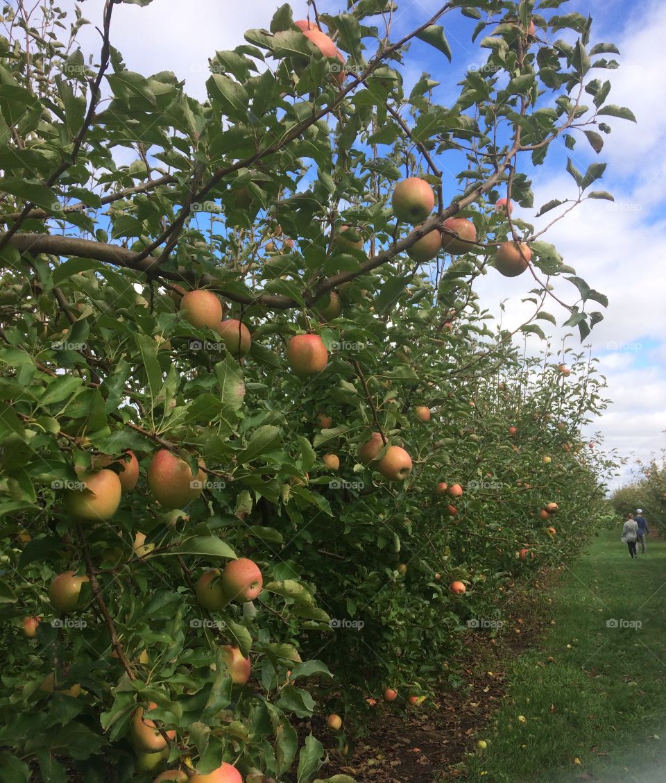 apple orchard, IL 🍎