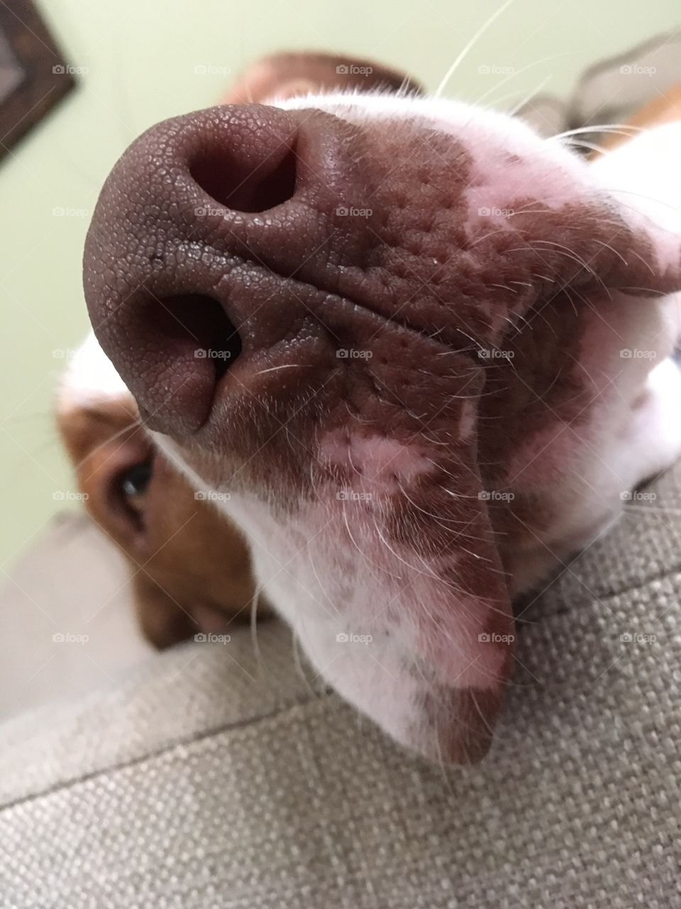 Close up of a cute dog snout