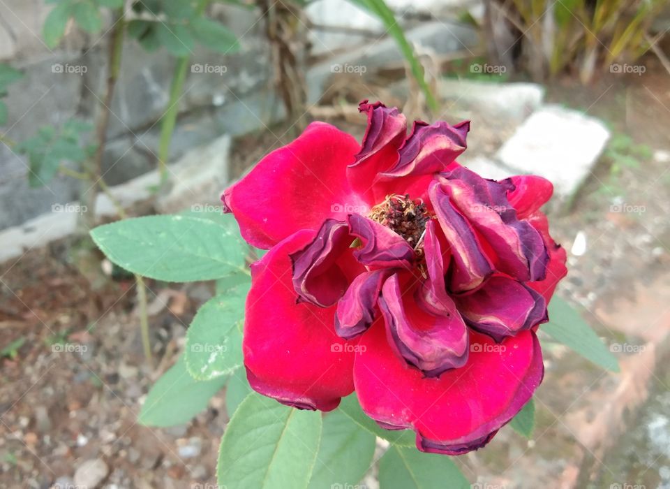 rose unik