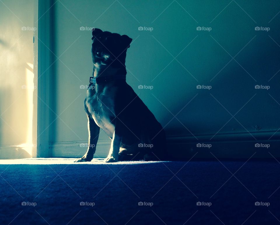 Dog. Shadow