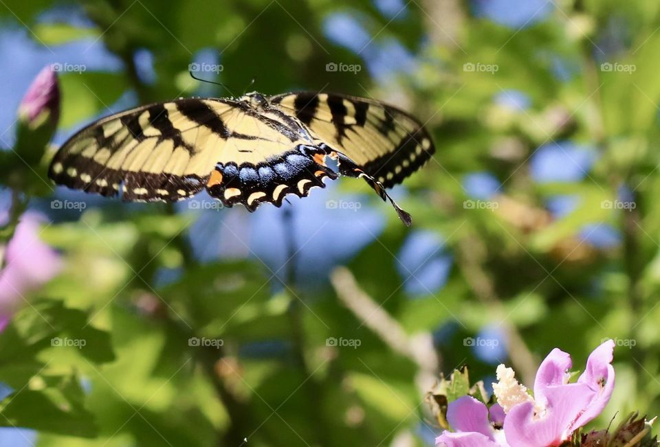 Swallowtail butterfly in flight 