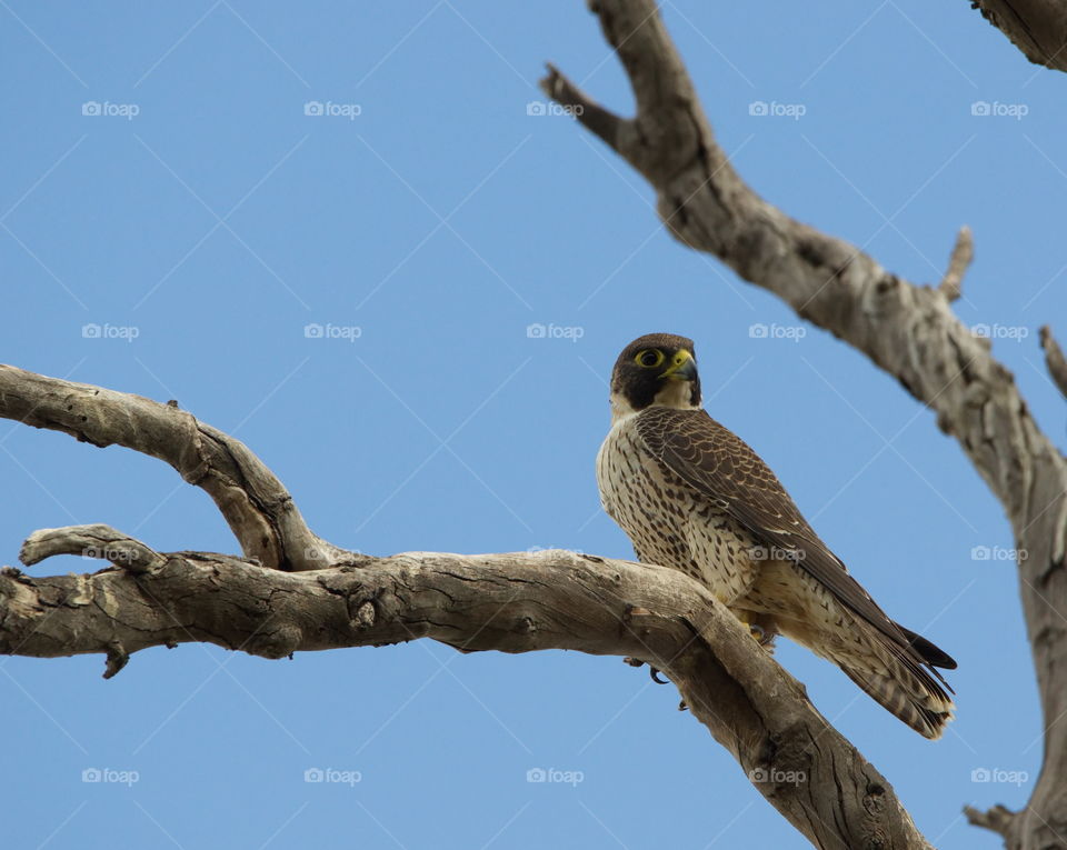 Perageen falcon on the hunt looking down from the tree