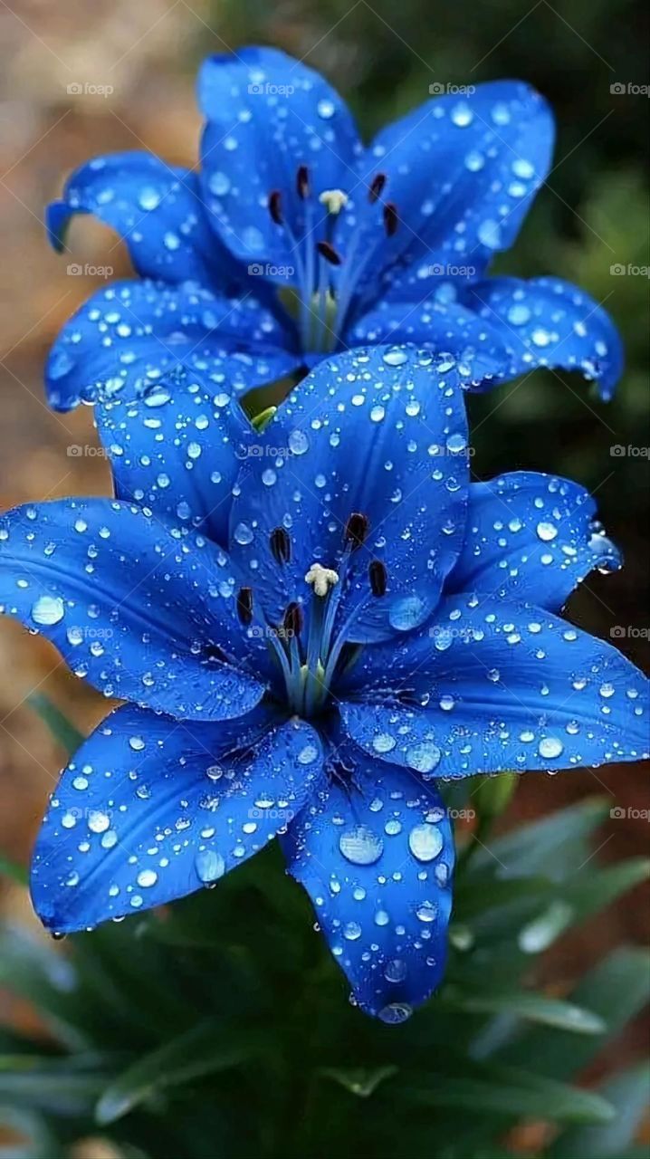 A very beautiful picture, and there is no better picture than it. There is no better picture of green herbs and colorful, red and white roses than it. Glory be to God, the natural and picturesque view, and there is no more wonderful picture than it.