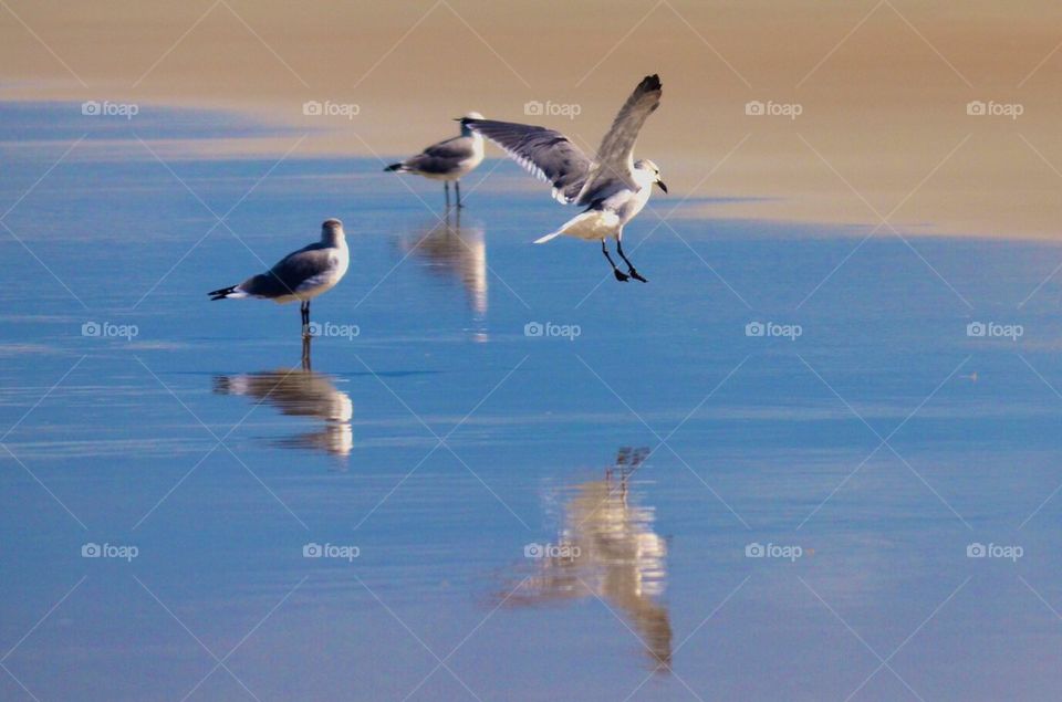 Birds at beach