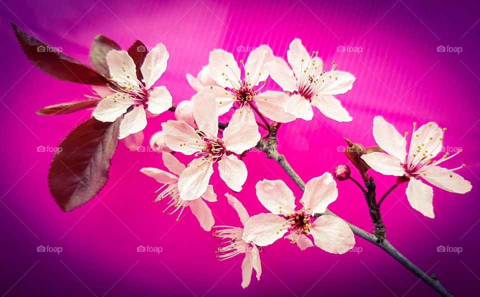 pink blossom tree branch on bright pink background.