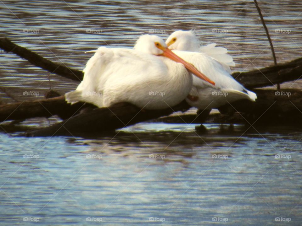 A pretty pair of pelicans 