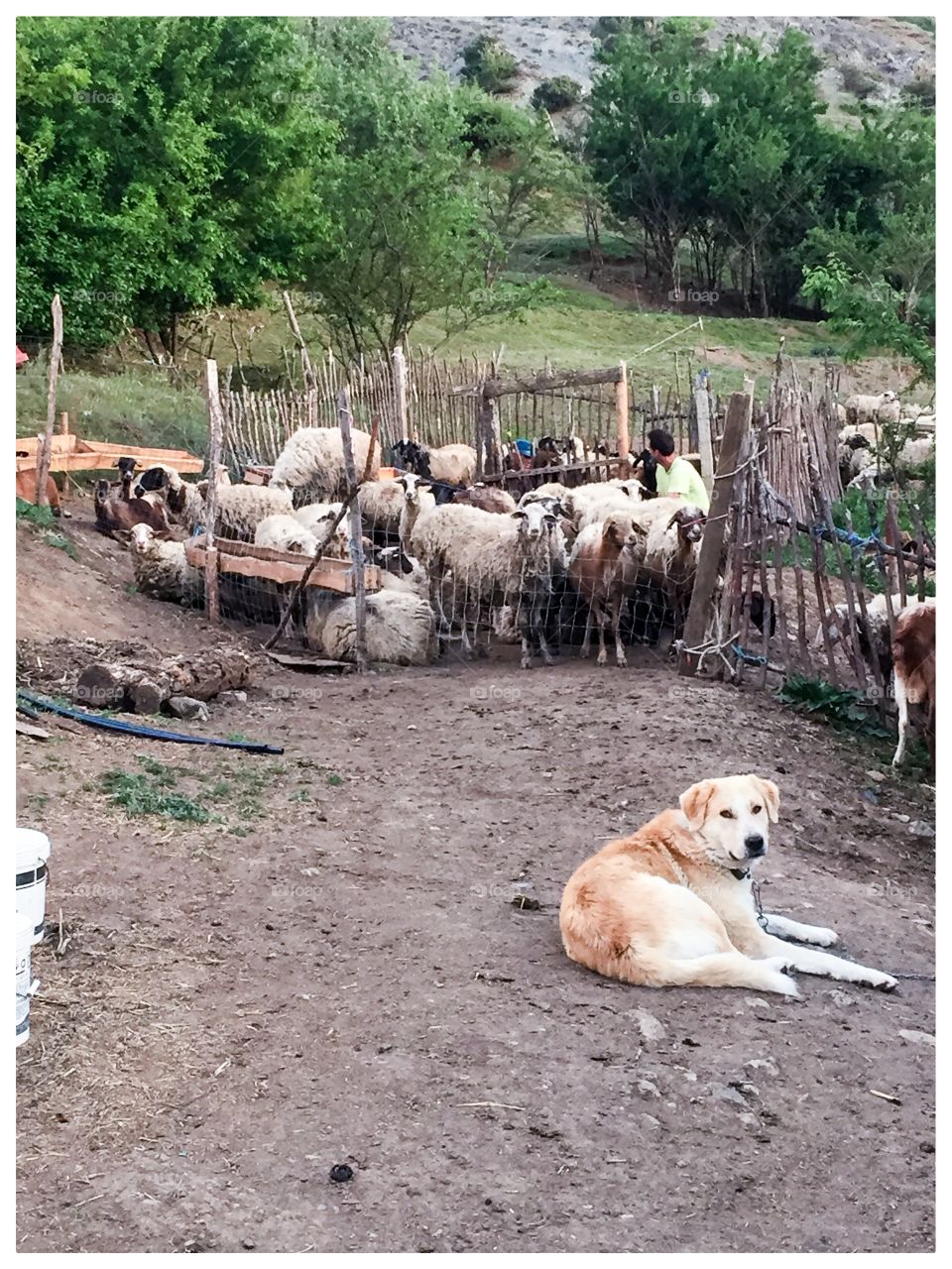 Farm jobs dog job 