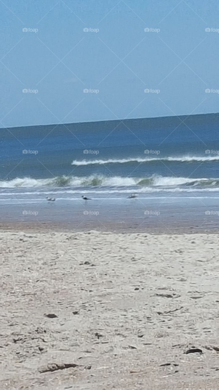 waves and seagulls