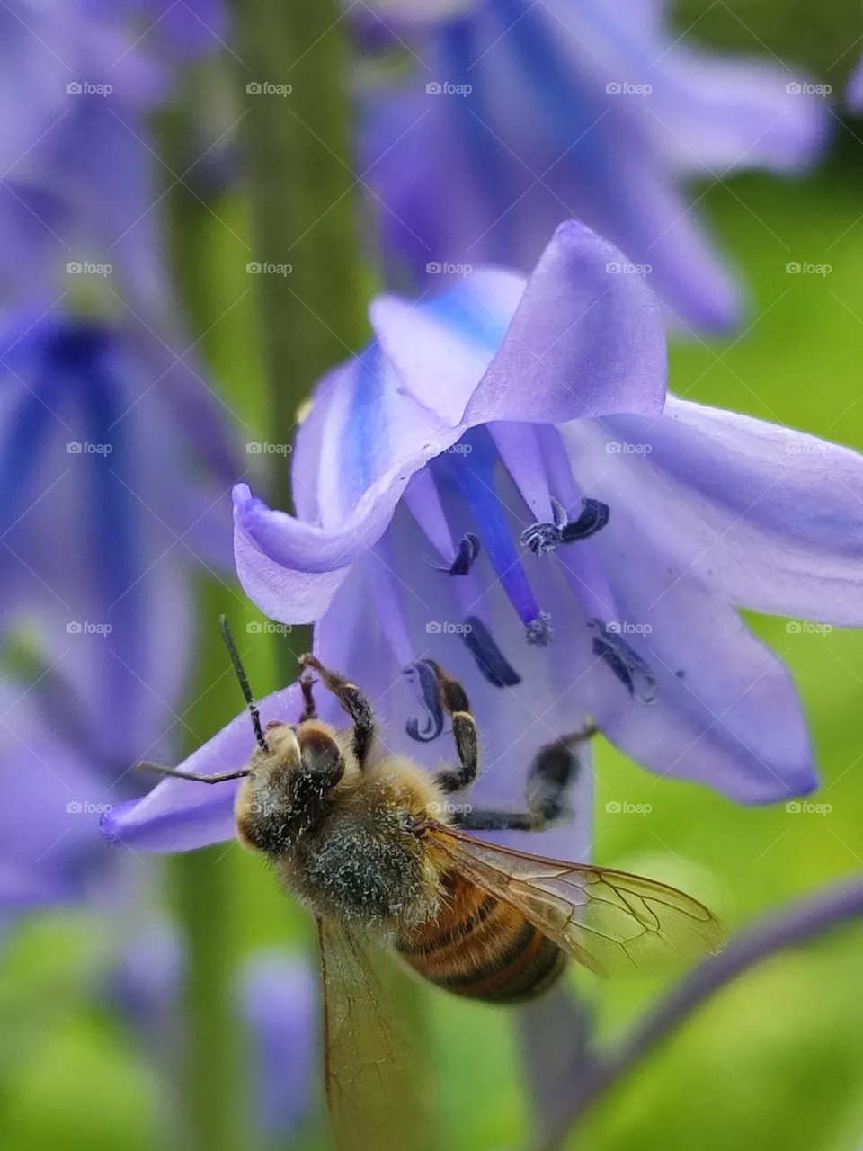 A honey bee