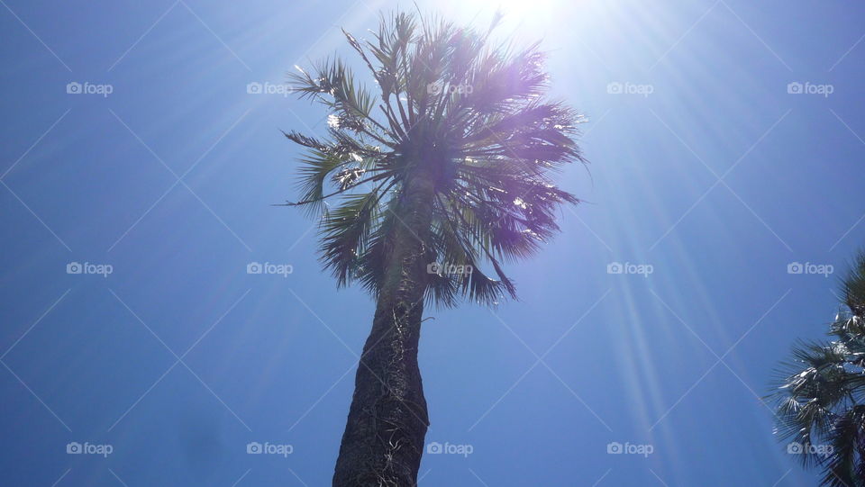 Palm tree