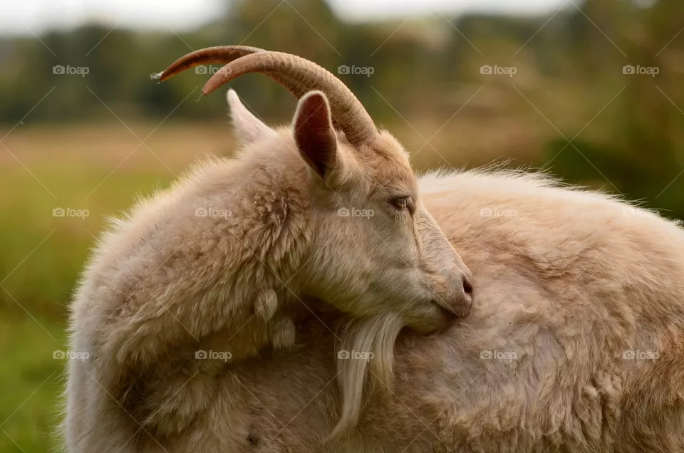goat