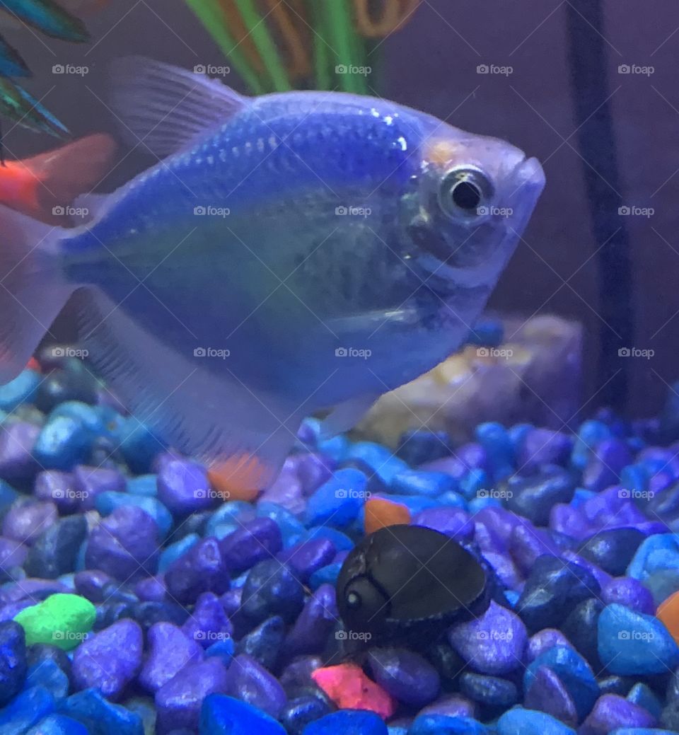 Blue neon tetra fish 