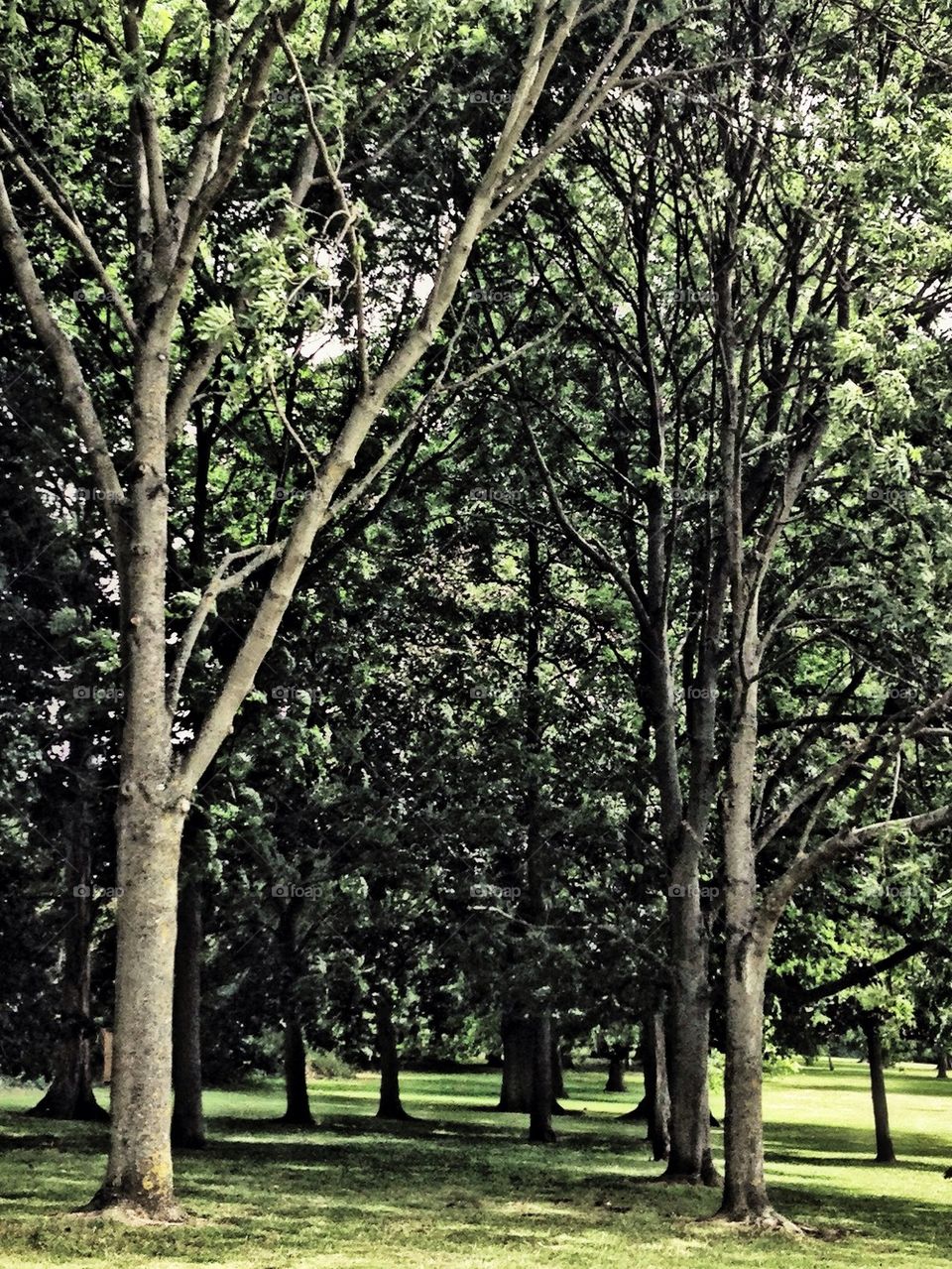 trees park branches shelter by hannahdagogo