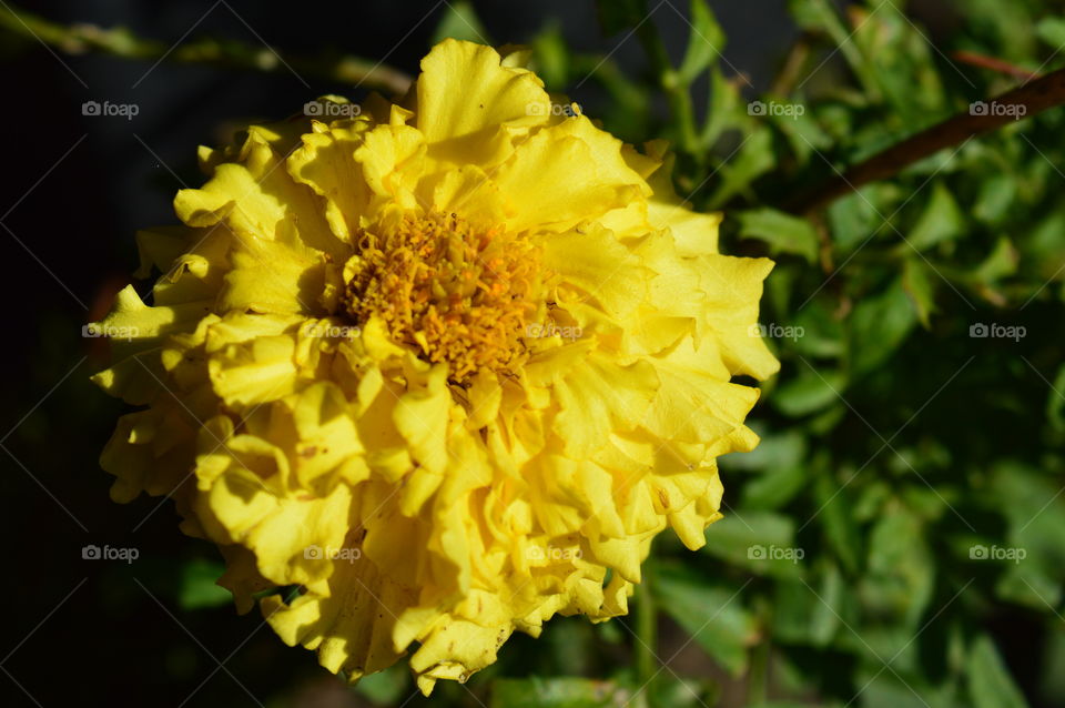 yellow flower